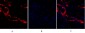 PI 3-kinase p110α Polyclonal Antibody